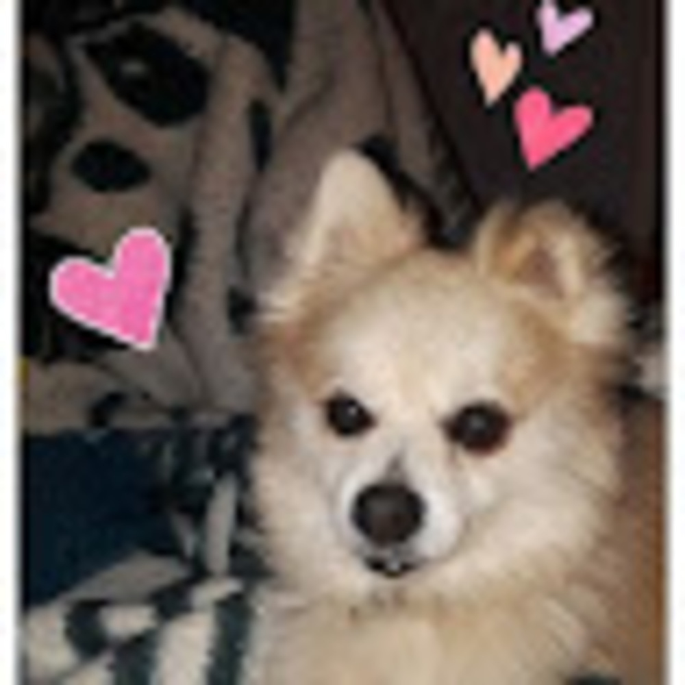 Meet your Posher, Dallana